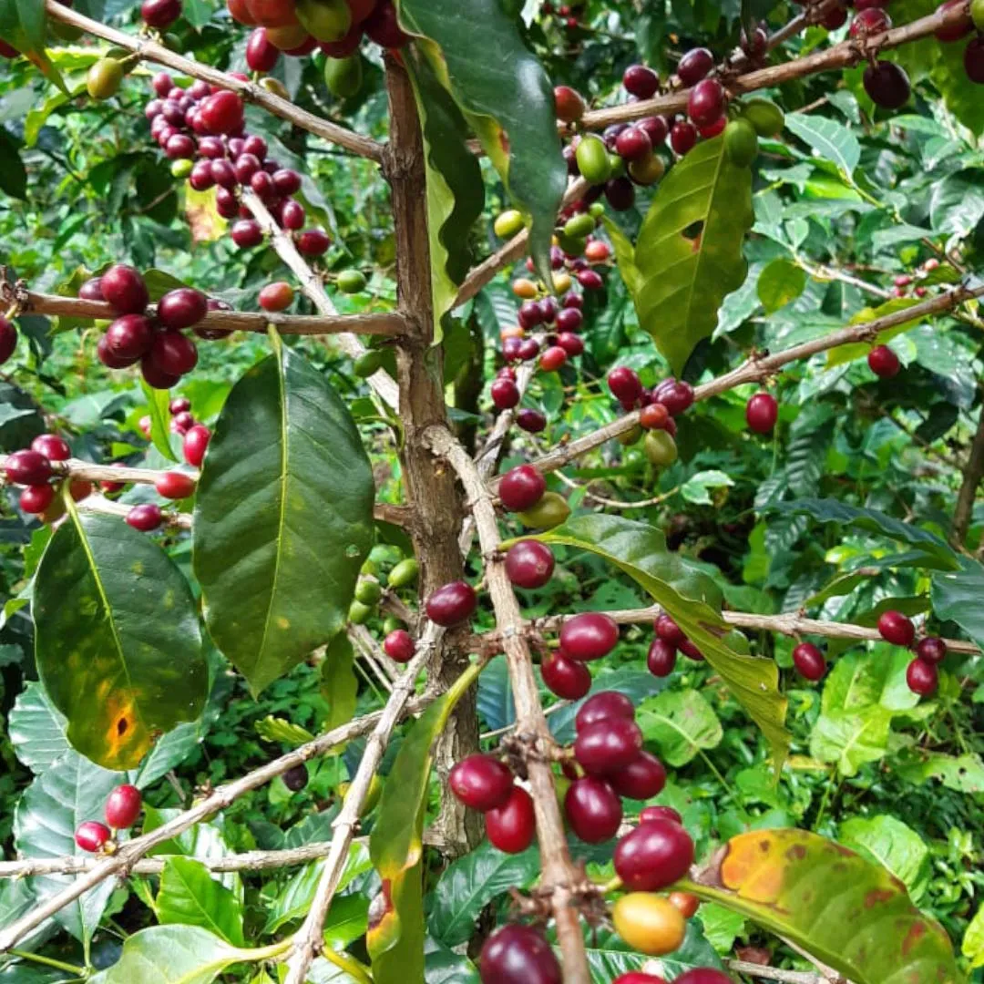 Guatemala: Luvia Samayoa Coffee - Single Origin - 100% Arabica